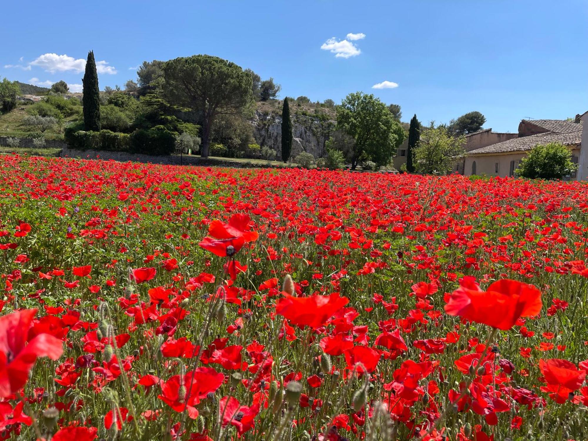 Villa La Petite Rive - Les Oliviers à Velleron Extérieur photo